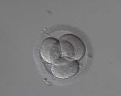 Embrió osztódása