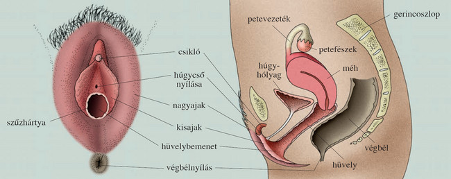 a pénisz szerkezete belülről